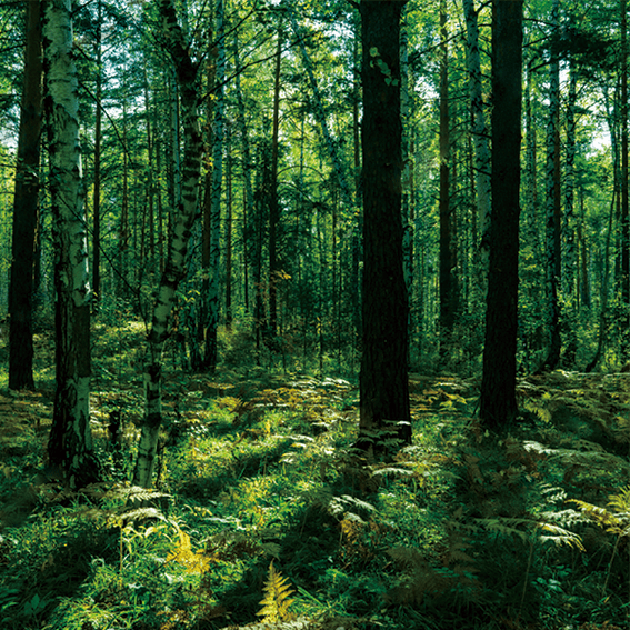 森林資源の循環利用の活性化に向けたweb3技術支援